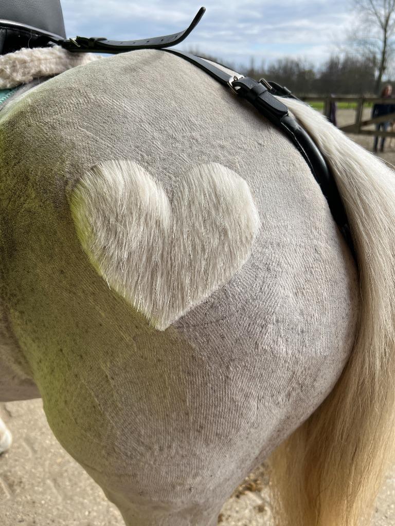 Paarden scheren met passie en prijzen op maat!, Meerdere dieren, Niet van toepassing