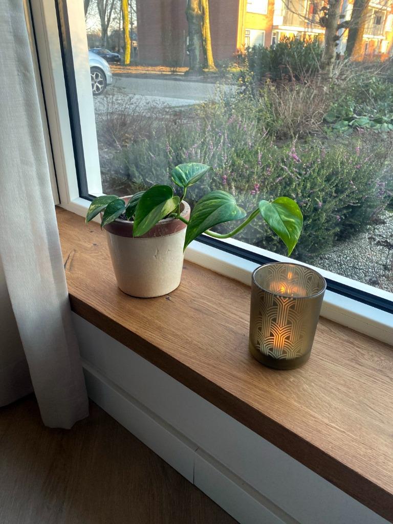 Vensterbank - massief eiken - Recht - Op voorraad, Enlèvement ou Envoi, Neuf, Chêne, Rebords de fenêtre