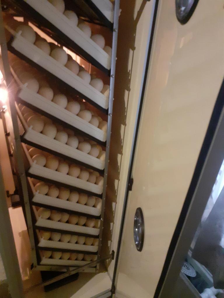 BROEDSERVICE /Très bons résultats, Animaux & Accessoires, Poule ou poulet