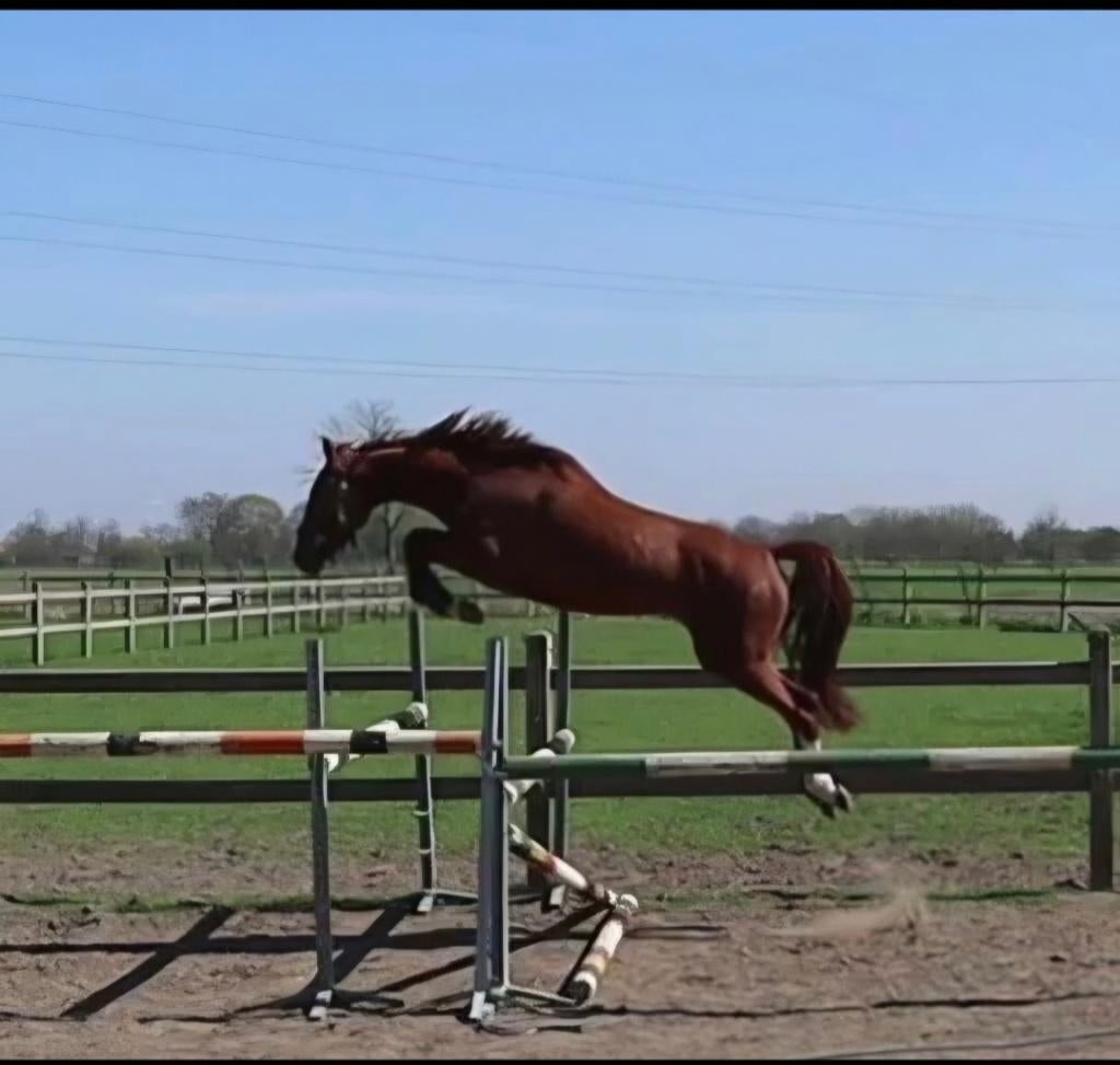 Springpaard met tallent, vermogen, techniek, Dieren en Toebehoren, Paarden, Merrie, Springpaard, Met stamboom, Zadelmak