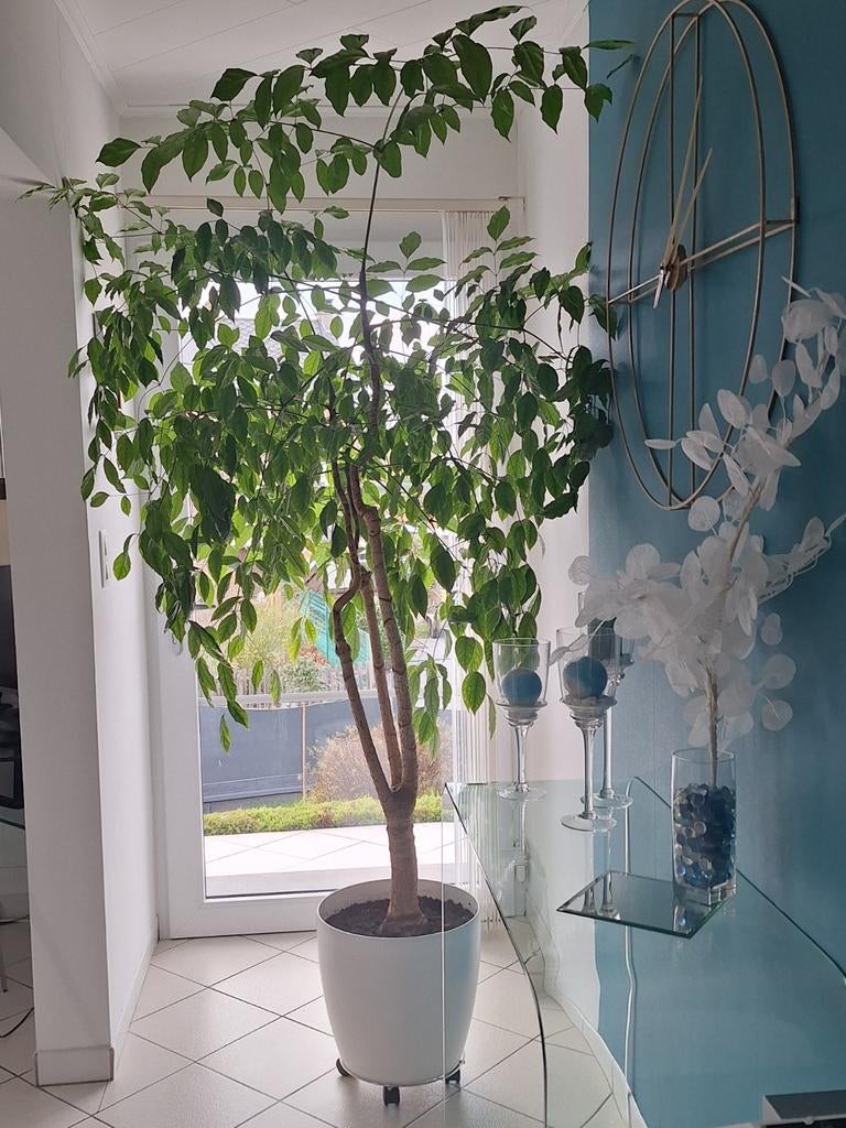 Heteropanax, Maison & Meubles, Plantes d'intérieur, Enlèvement