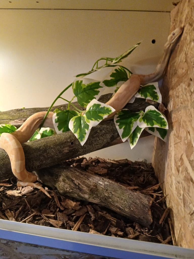 Bci sunglow rtl het anary nk25 plus terrarium, Dieren en Toebehoren, Slang, 0 tot 2 jaar