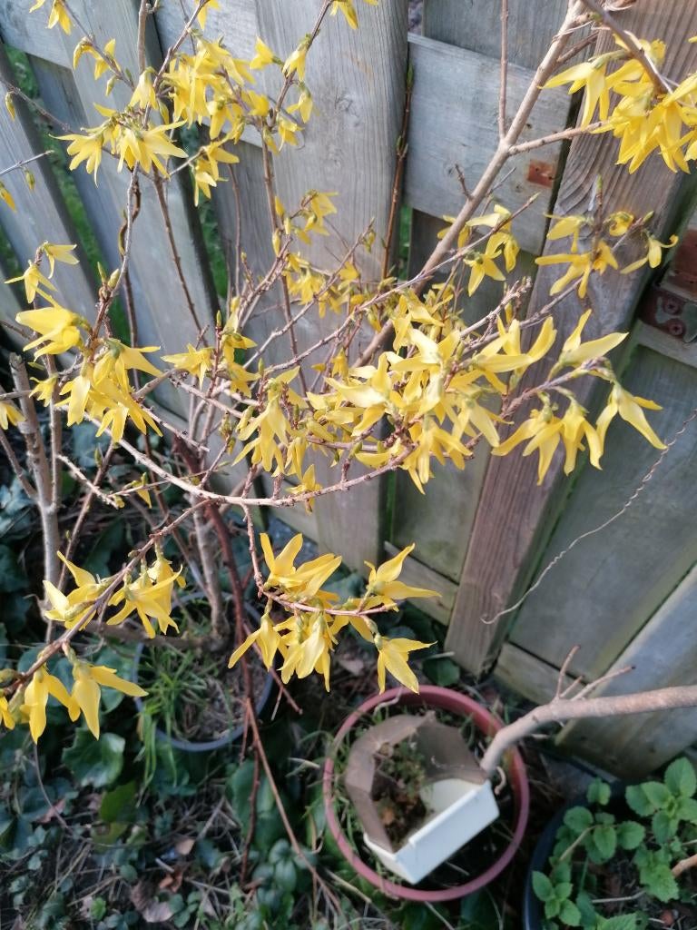 forsythia, Ophalen, Lente, Vaste plant