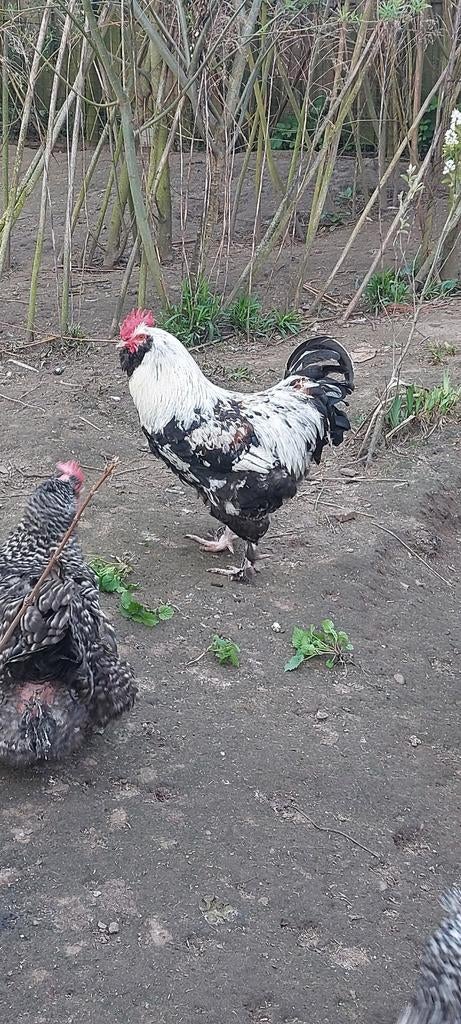 Faverolle haan gratis, Dieren en Toebehoren, Pluimvee