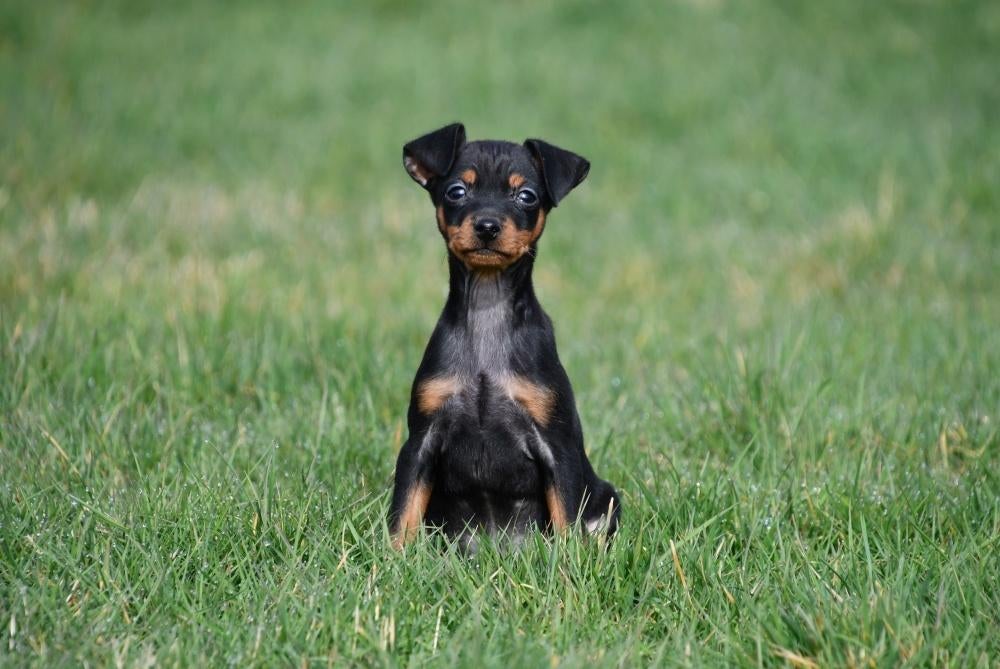 Dwergpinscher pups te koop - Belgisch, Parvo, België, Overige rassen, 8 tot 15 weken