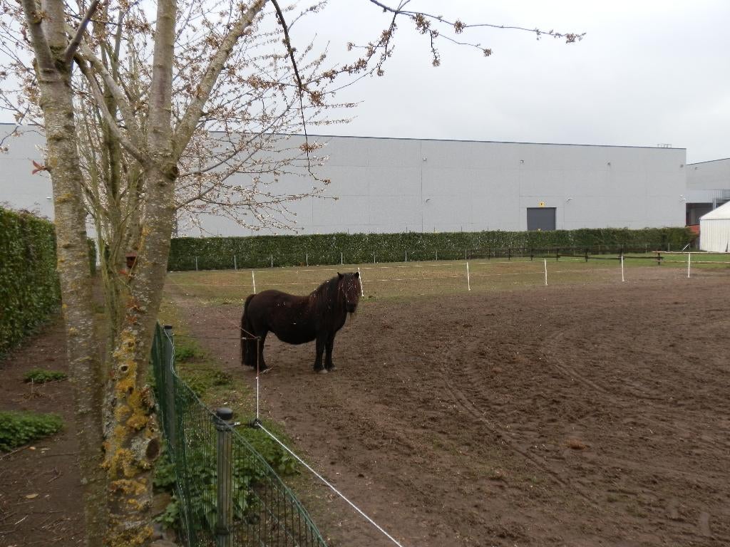 shetland pony  merrie, Dieren en Toebehoren, Merrie, Onbeleerd, Met stamboom