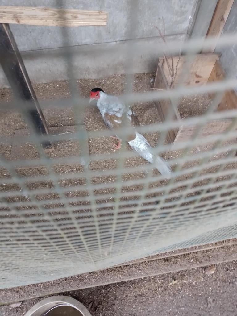 zijverfazant, Animaux & Accessoires, Mâle