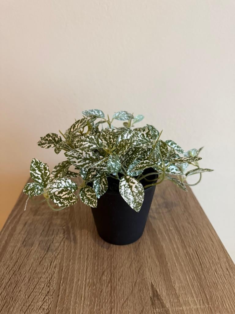 Plante artificielle, Enlèvement ou Envoi, Neuf, Intérieur