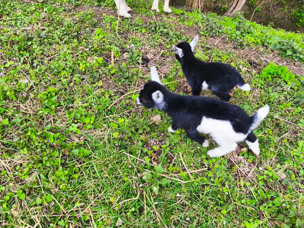 2 dwerggeitjes bokjes, Dieren en Toebehoren, Schapen, Geiten en Varkens