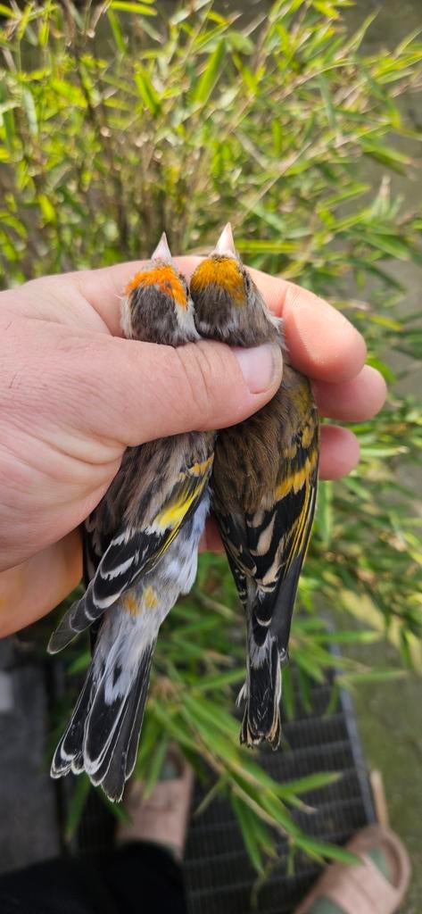 Poppen bastaard te koop, Dieren en Toebehoren, Vogels | Kanaries, Bastaard