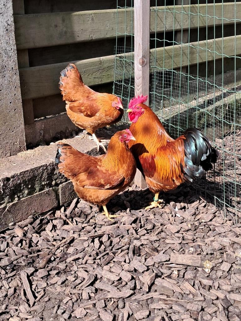 Trio new hampshire krielen, Dieren en Toebehoren, Meerdere dieren, Kip
