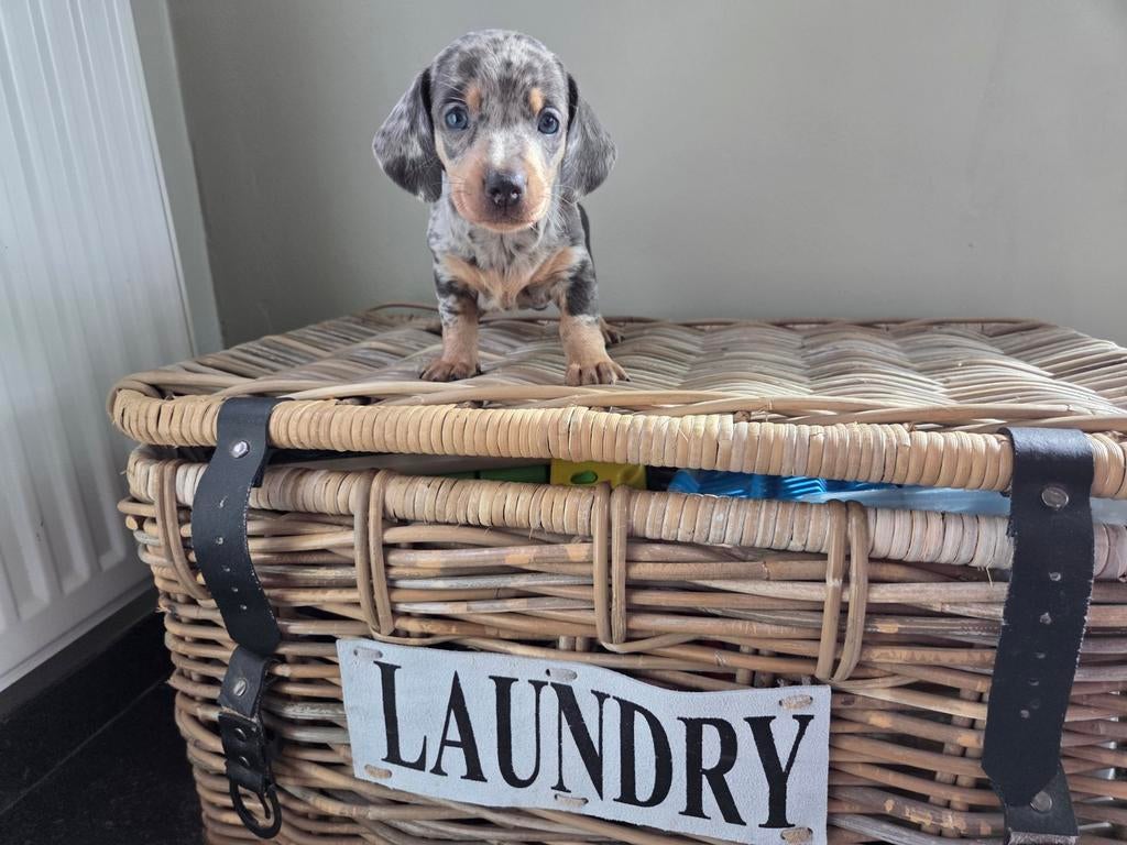 Volwassen dwergteckeltje en superschattig pupje, Parvo, België, Fokker | Hobbymatig, Korthaar