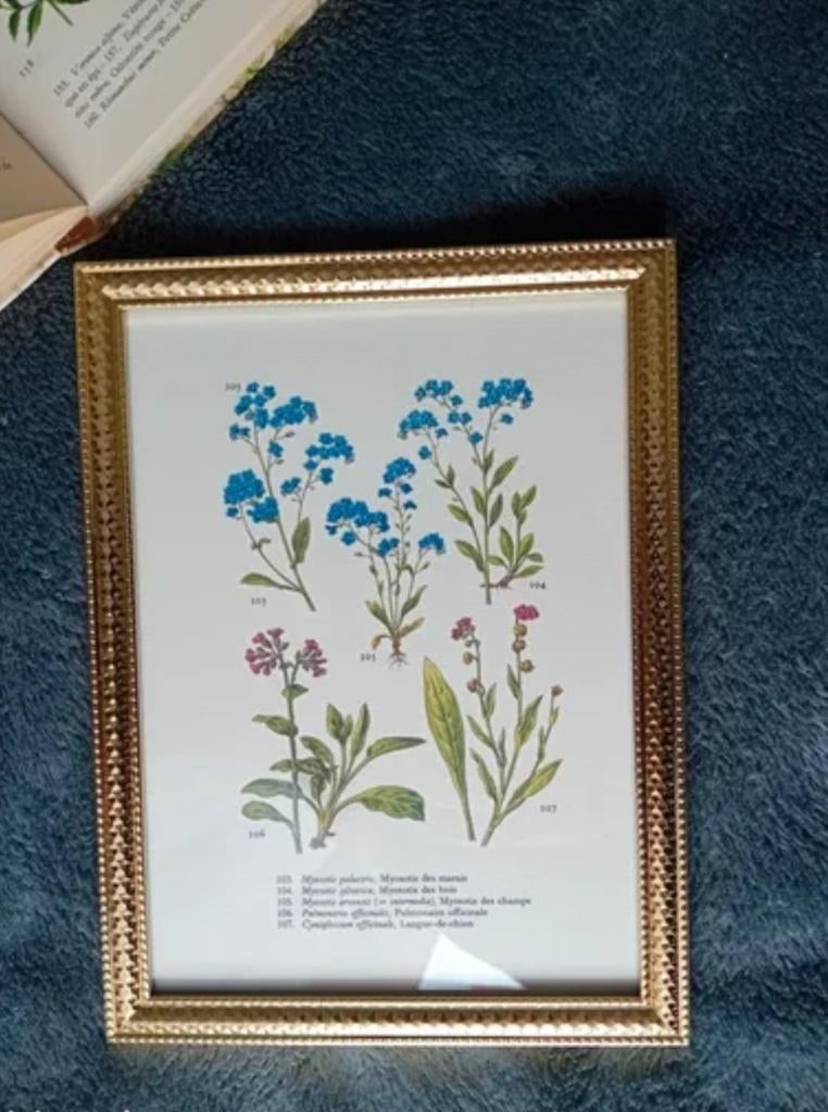 Planche botanique myosotis, Neuf, Doré, Botanique, Plastique