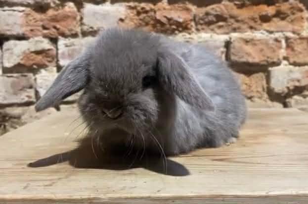 Portée Minilop, Animaux & Accessoires, Plusieurs animaux, Nain, Oreilles tombantes, 0 à 2 ans