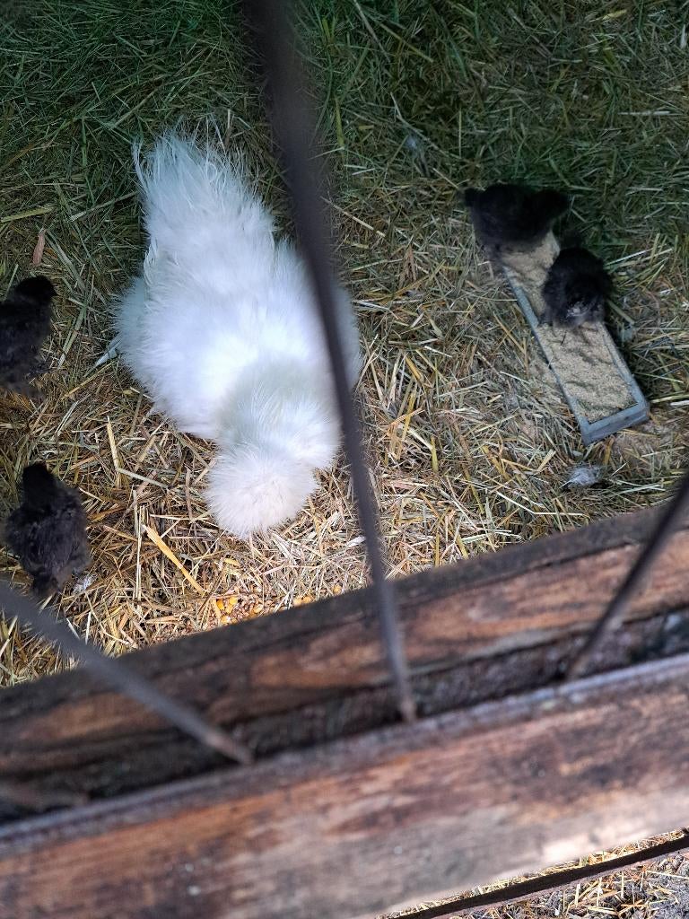 kippen zijdehoenders, Dieren en Toebehoren, Geslacht onbekend, Kip
