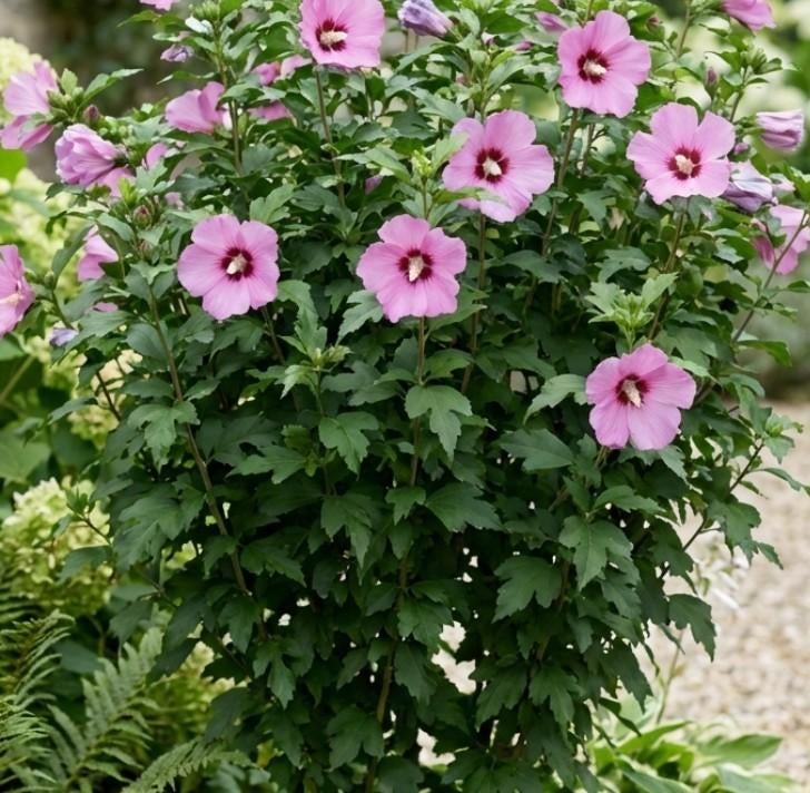 Hibiscus syriacus 'Pink Giant' 60-80 cm/3 litres, Enlèvement