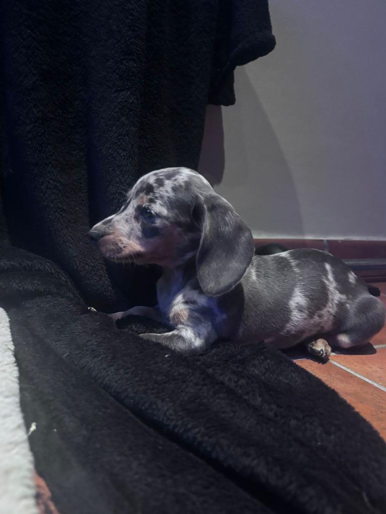 Mooie teckels pups, Dieren en Toebehoren, Parvo, België, Overige rassen, 8 tot 15 weken