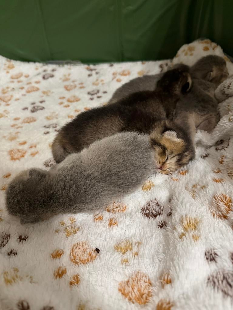 Brits korthaar kittens, Plusieurs animaux, Vermifugé, 0 à 2 ans