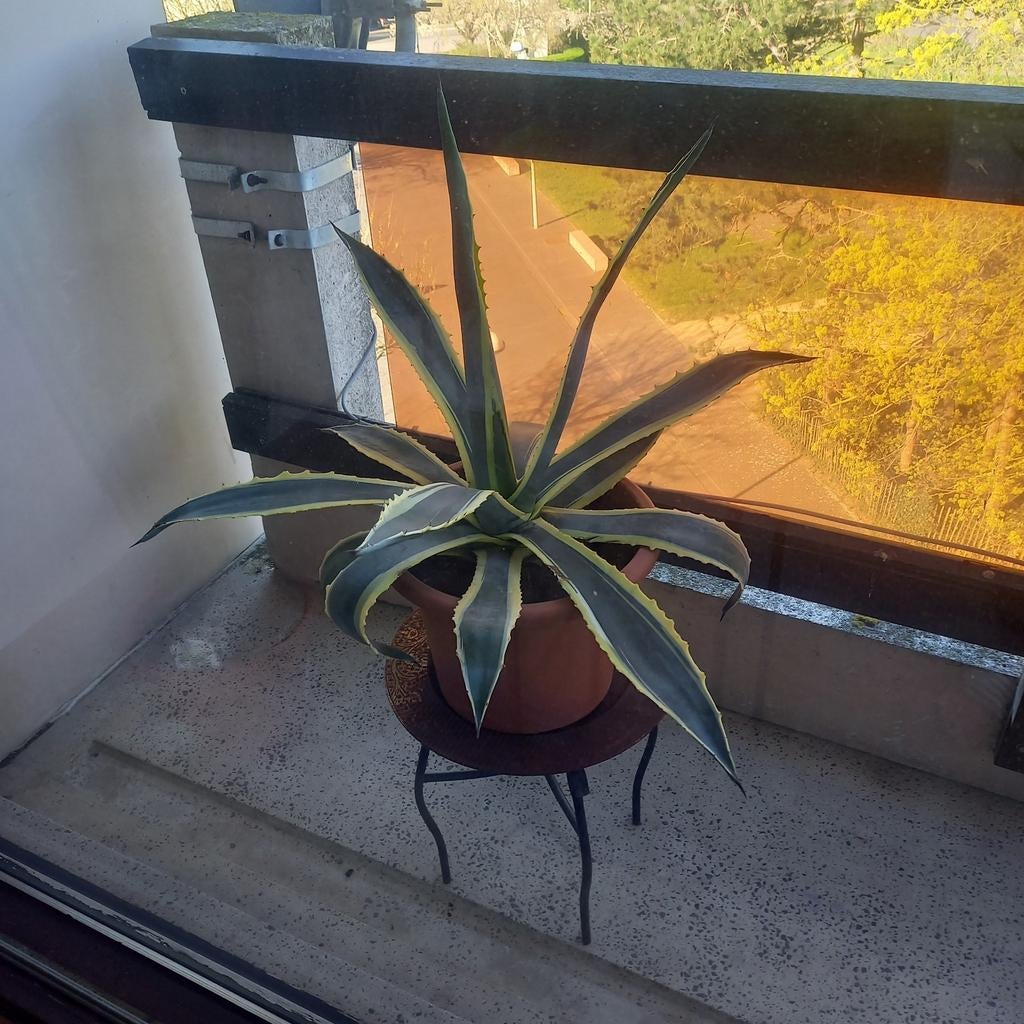 Terras plant, Jardin & Terrasse, Enlèvement