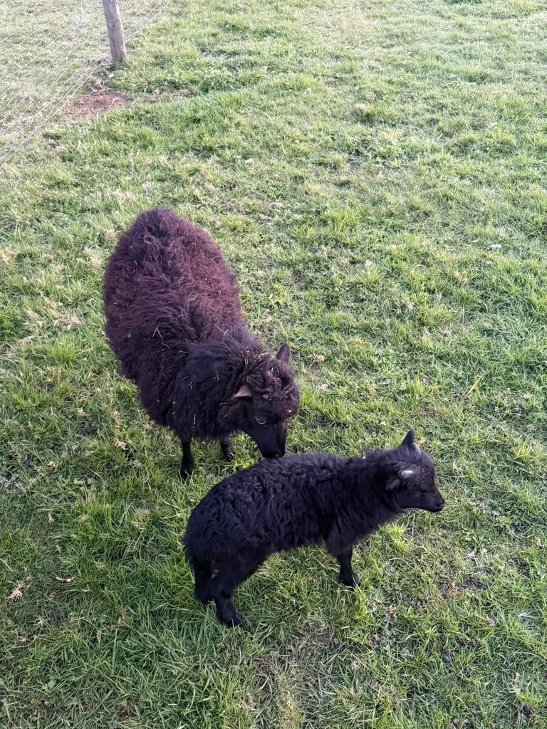Ouessant ooi met ramlam, Dieren en Toebehoren