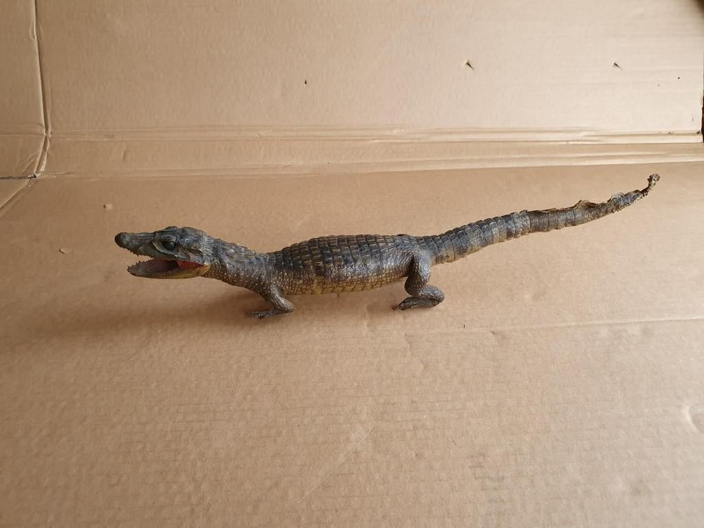 Crocodile empaillé, Collections, Enlèvement ou Envoi, Comme neuf, Reptile ou Amphibien, Animal empaillé
