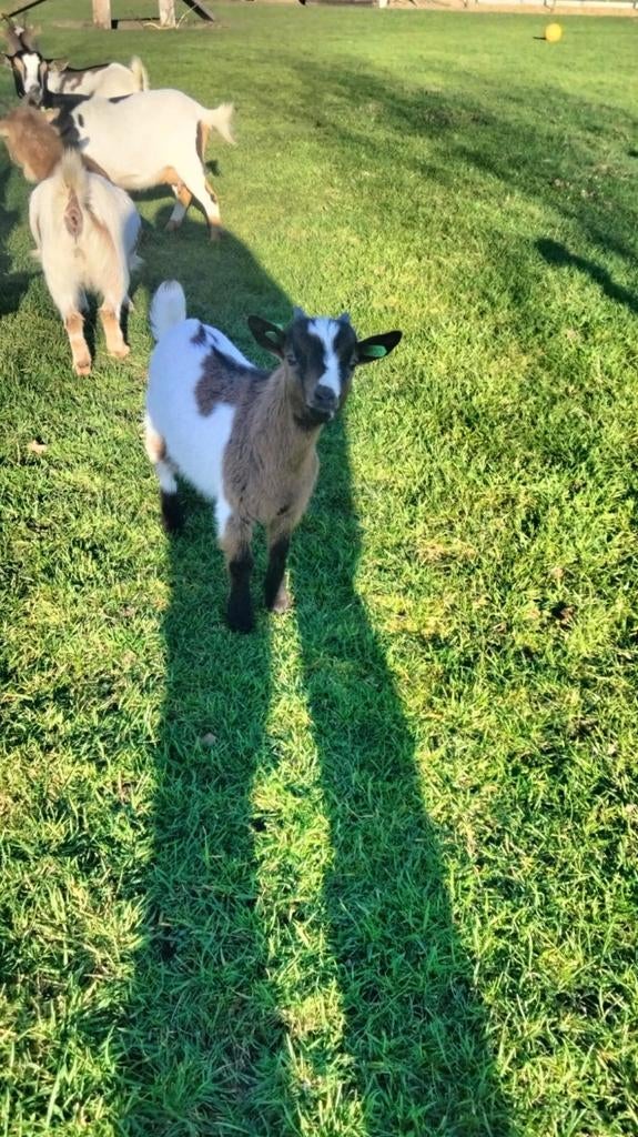 Dwergijt bokje, Dieren en Toebehoren, Schapen, Geiten en Varkens