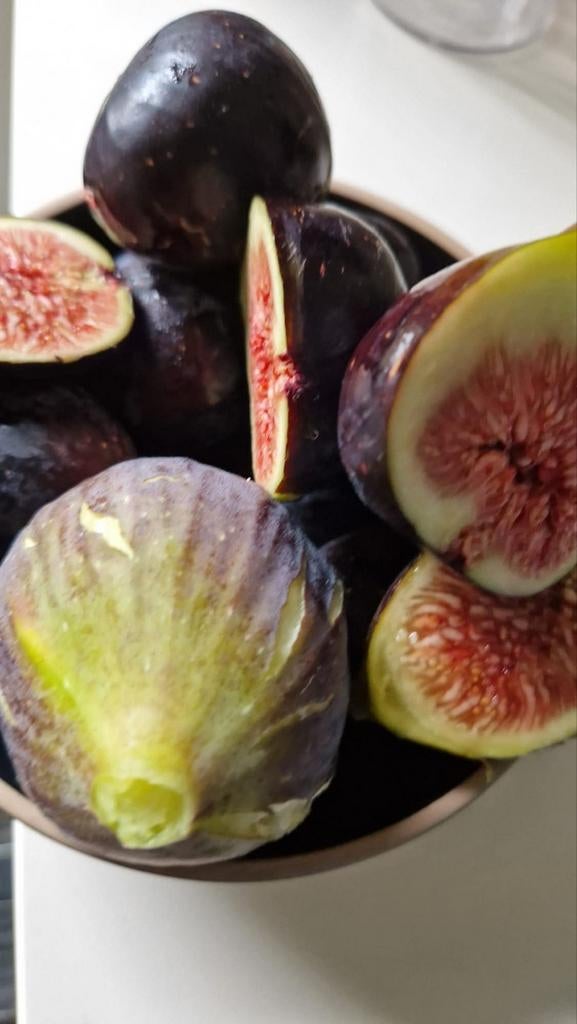 Del Portogallo vijg, Ophalen, Vijgenboom