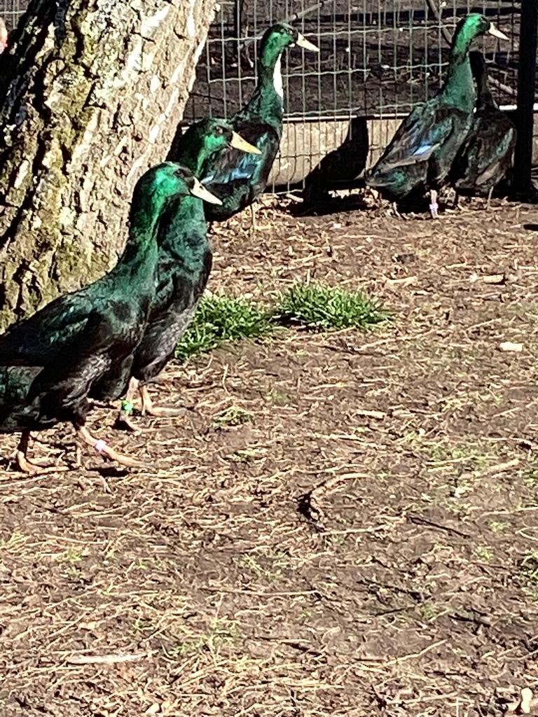 Loopeenden, Dieren en Toebehoren, Pluimvee, Meerdere dieren, Eend