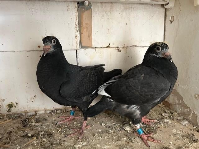 6 jongen 2026, Dieren en Toebehoren