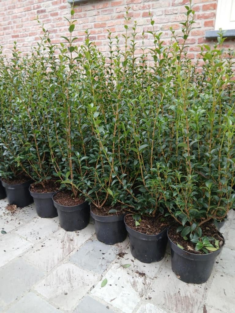 ‼️osmanthus Burkwoodii aan stuntprijzen ‼️, Ophalen, Taxus