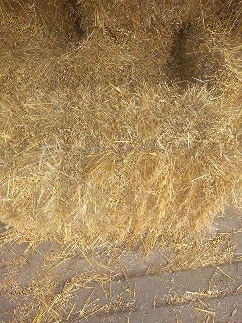 Kleine botjes stro, Dieren en Toebehoren, Ophalen