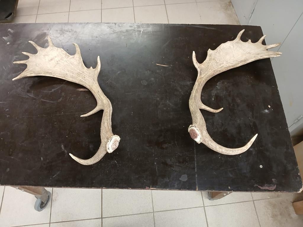 Bois de dain, Ophalen of Verzenden