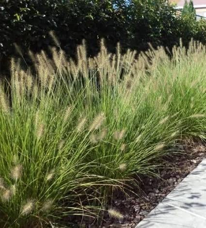 Pennisetum / Lampenpoetsersgras, Tuin en Terras, Ophalen