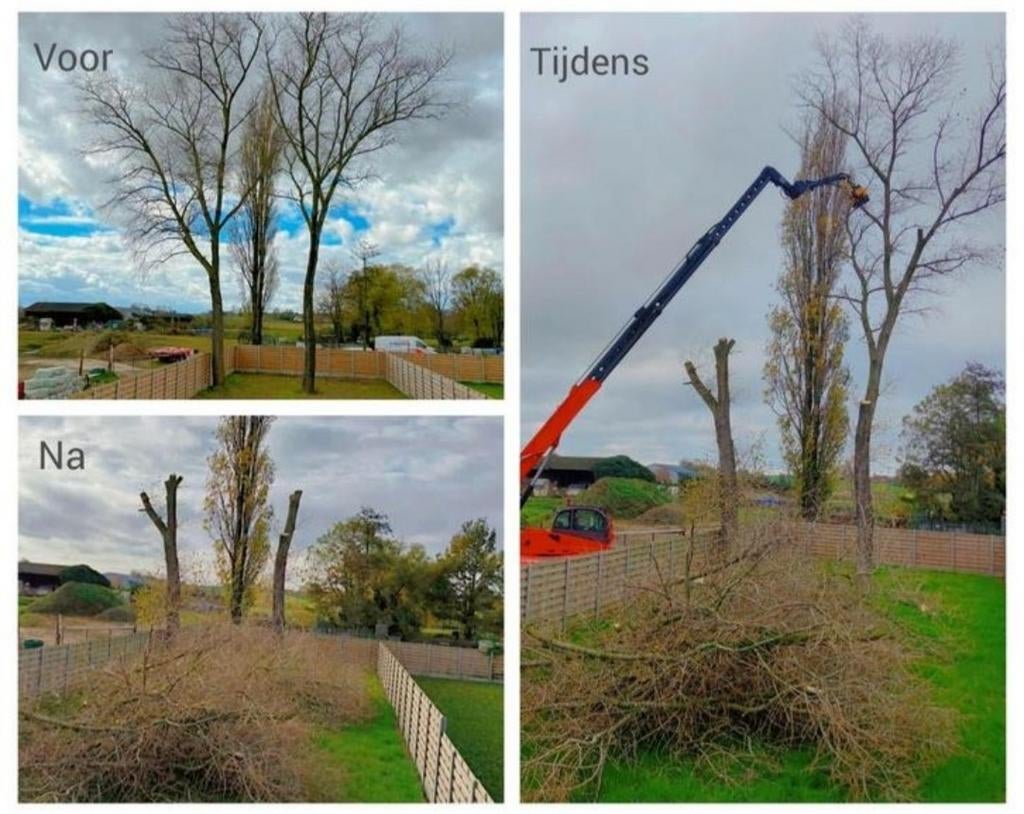 Machinaal snoeien en vellen van bomen, Ophalen
