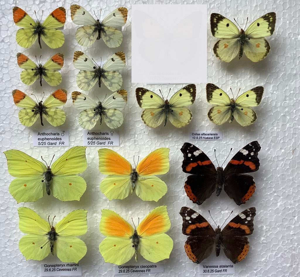 Europese vlinders, 5€/specimen, Ophalen of Verzenden, Zo goed als nieuw