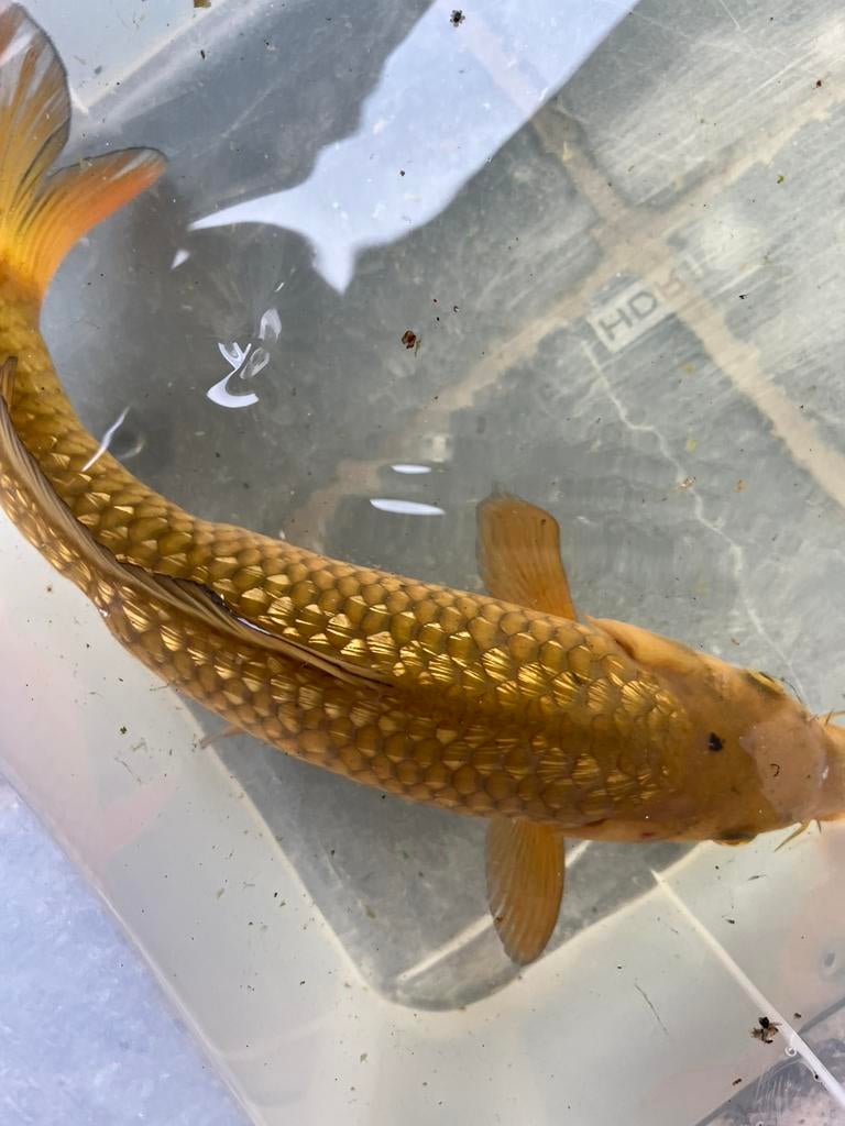 Japanse koi ginrin chagoi 30/35 cm, Dieren en Toebehoren