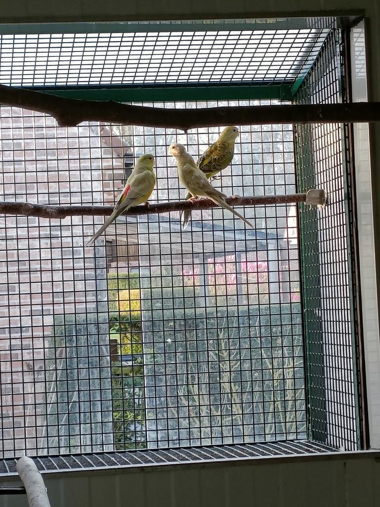 Roodrugparkieten, Dieren en Toebehoren, Vogels | Parkieten en Papegaaien