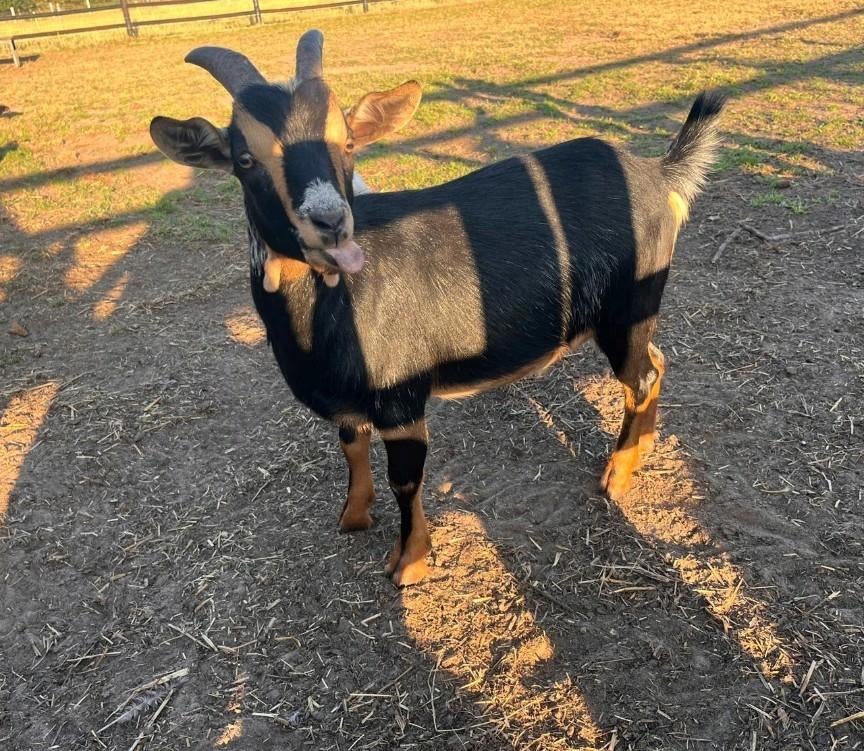 Dwerggeit, Dieren en Toebehoren, Schapen, Geiten en Varkens