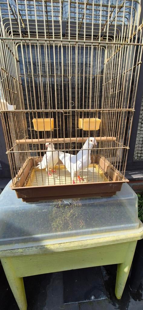 Duiven / Feguritas, Ophalen