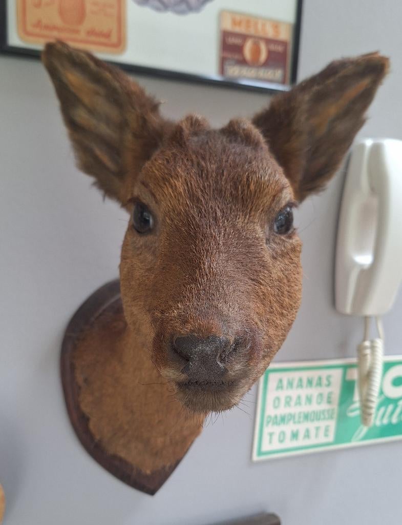 Taxidermie opgezet hertenkalf ree, Ophalen of Verzenden