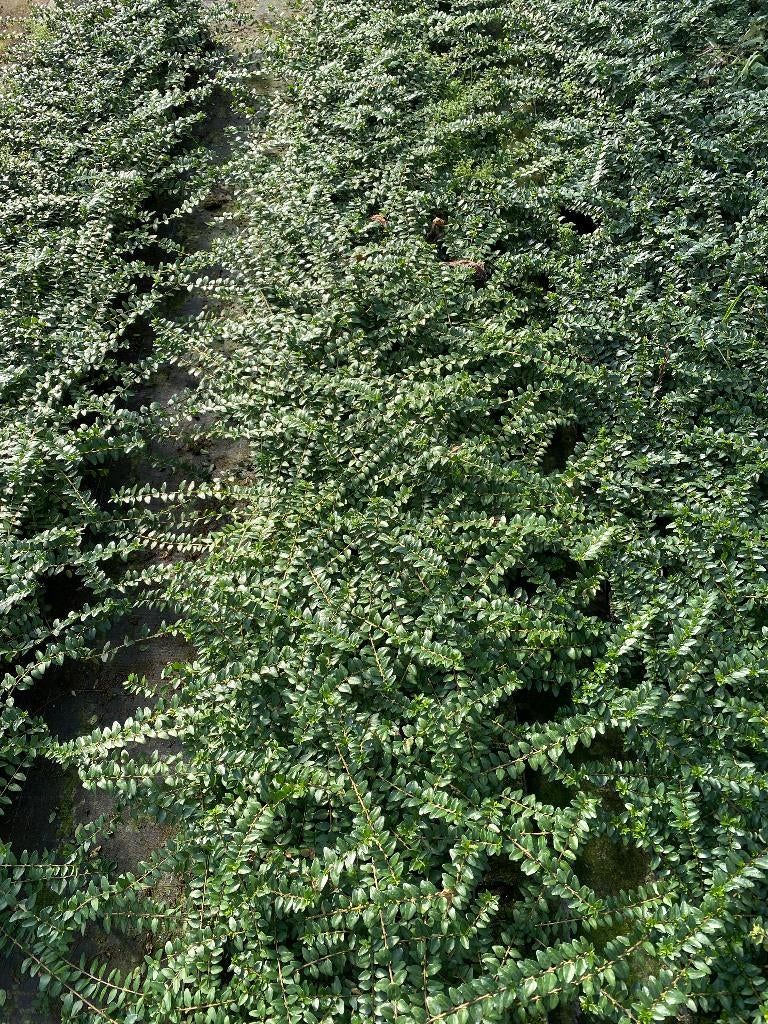 Lonicera nit 'Maigrun' p9, Ophalen, Overige soorten, Haag, Minder dan 100 cm