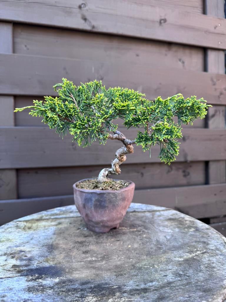 Bonsaï Juniperus - Genévrier, Tuin en Terras, Overige soorten, Lente, Minder dan 100 cm, Ophalen
