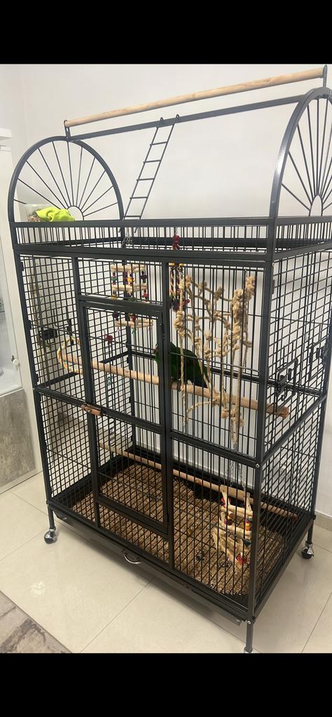 perroquet Eclectus, Animaux & Accessoires, Enlèvement, Comme neuf