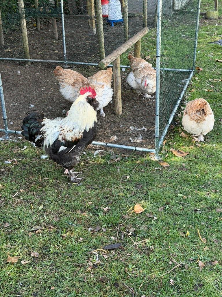 Duitse faverolles Broedeieren Zalmkleur Groot, Dieren en Toebehoren, Pluimvee
