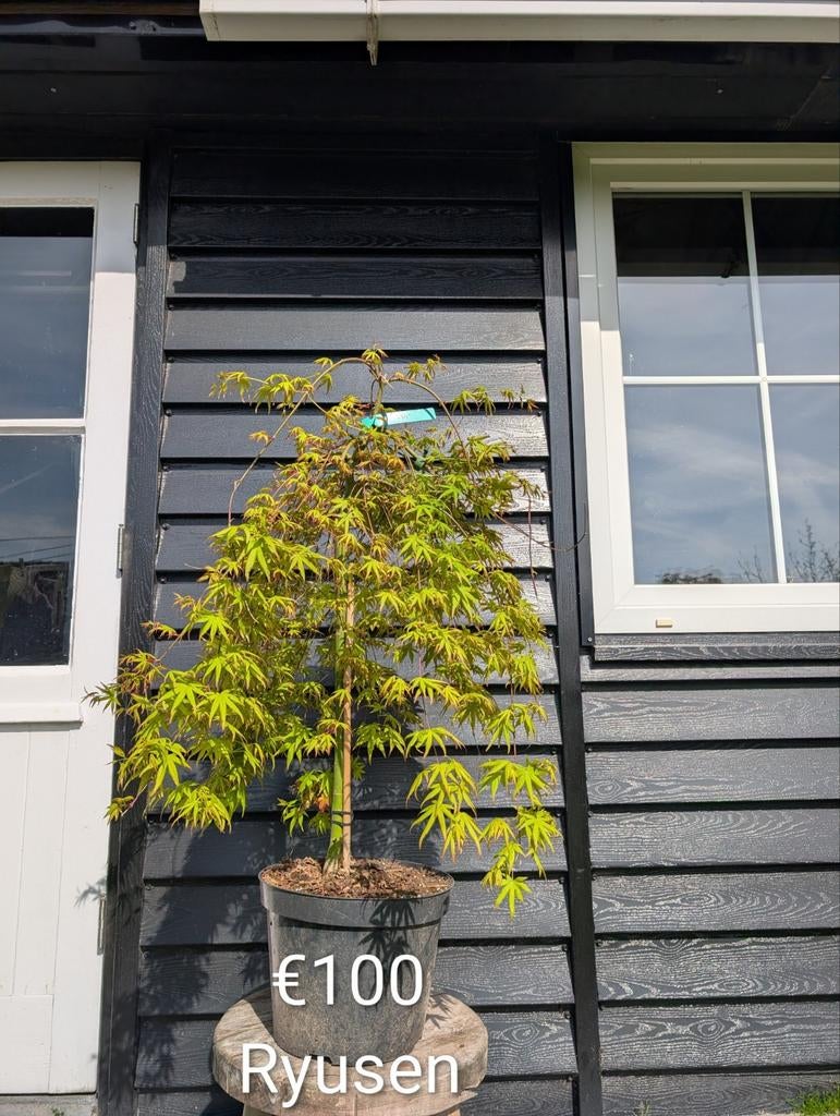 Acer palmatum Ryusen japanse esdoorn, Tuin en Terras, Planten | Bomen, Ophalen, In pot