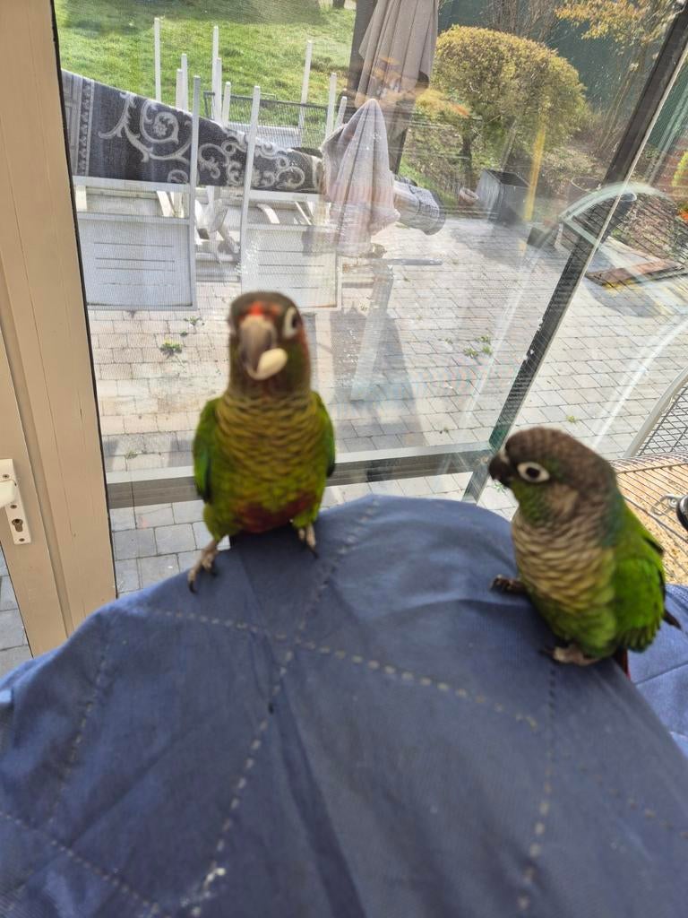 Pyrhyars, Dieren en Toebehoren, Vogels | Parkieten en Papegaaien, Tam