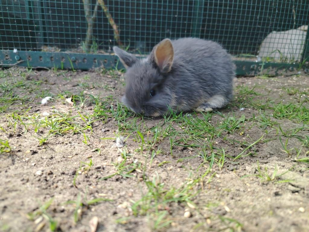 Binnenkort konijntjes te koop, Dieren en Toebehoren, Konijnen, Geslacht onbekend, Klein, 0 tot 2 jaar