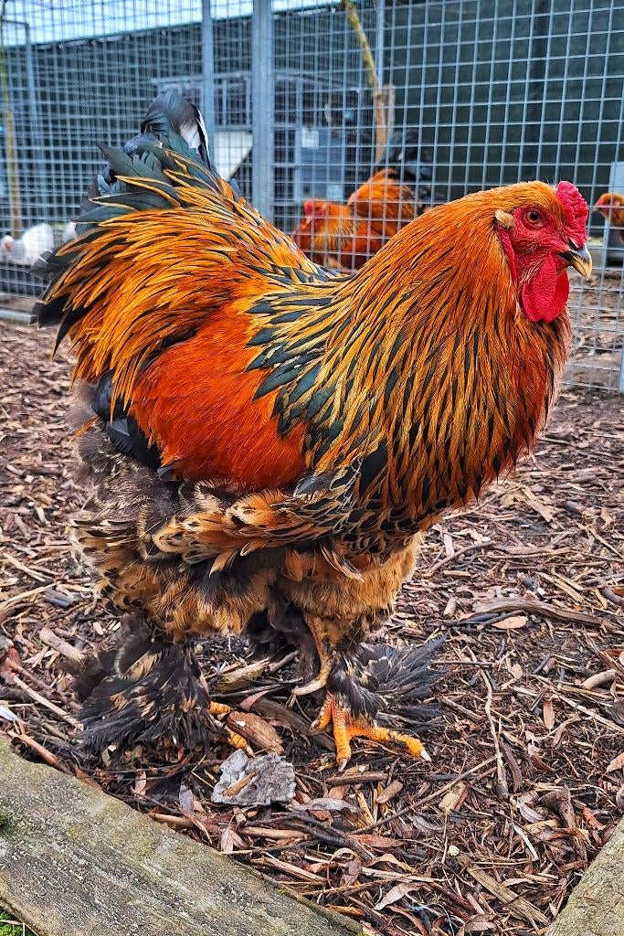 Prachtige Brahma haan berk, Mannelijk, Kip