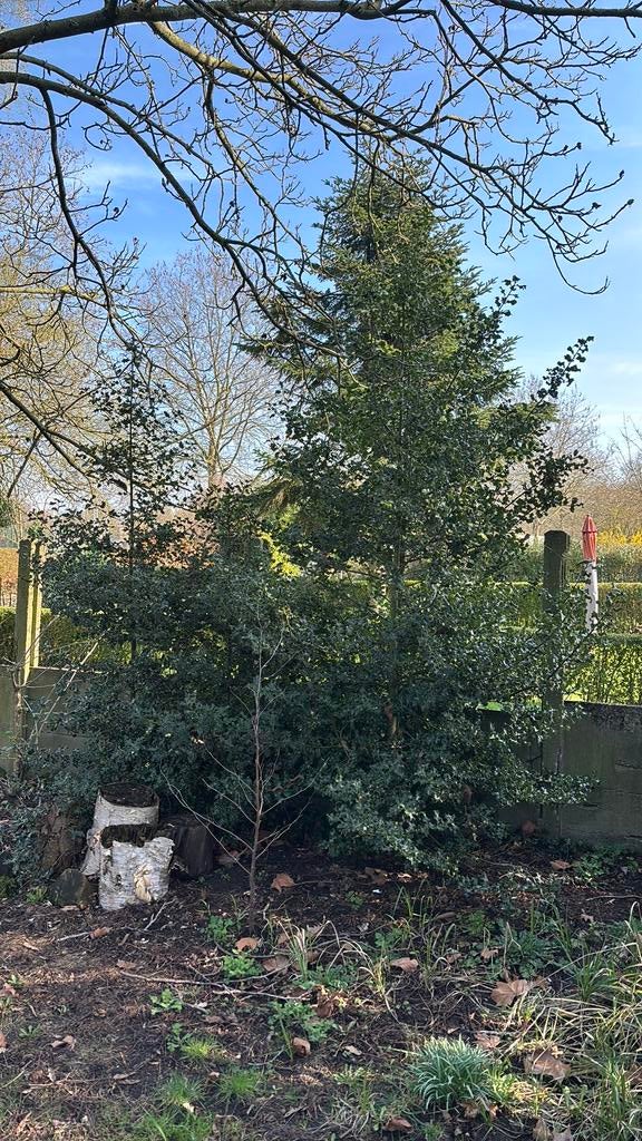 Hulst - gratis, Tuin en Terras, Ophalen
