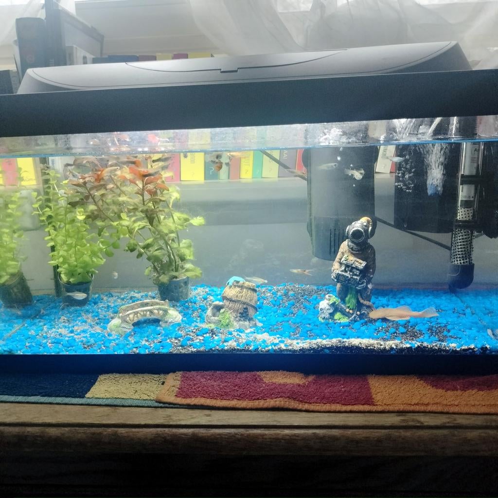 Aquarium 60l met 20 tal visjes, met thermometer, met filter,, Animaux & Accessoires, Enlèvement